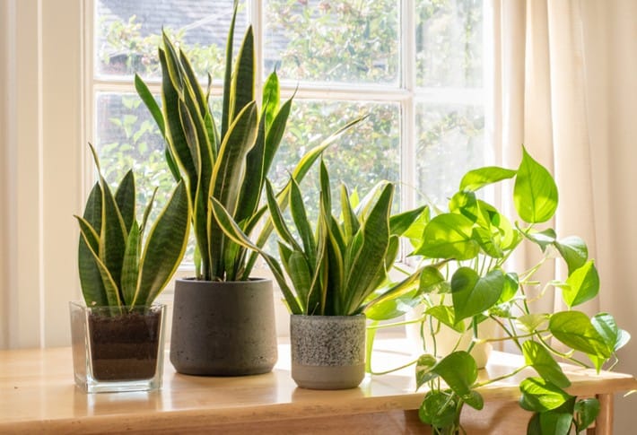 Top 5+ Best Home Decor Plants In USA (2024)