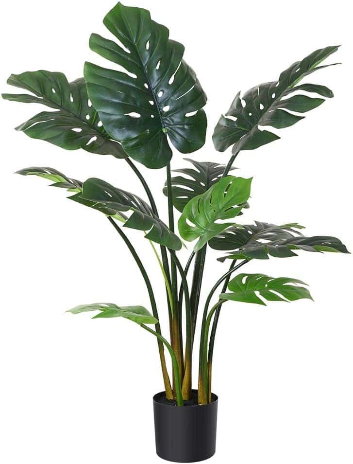 Top 5+ Best Home Decor Plants In USA (2024)